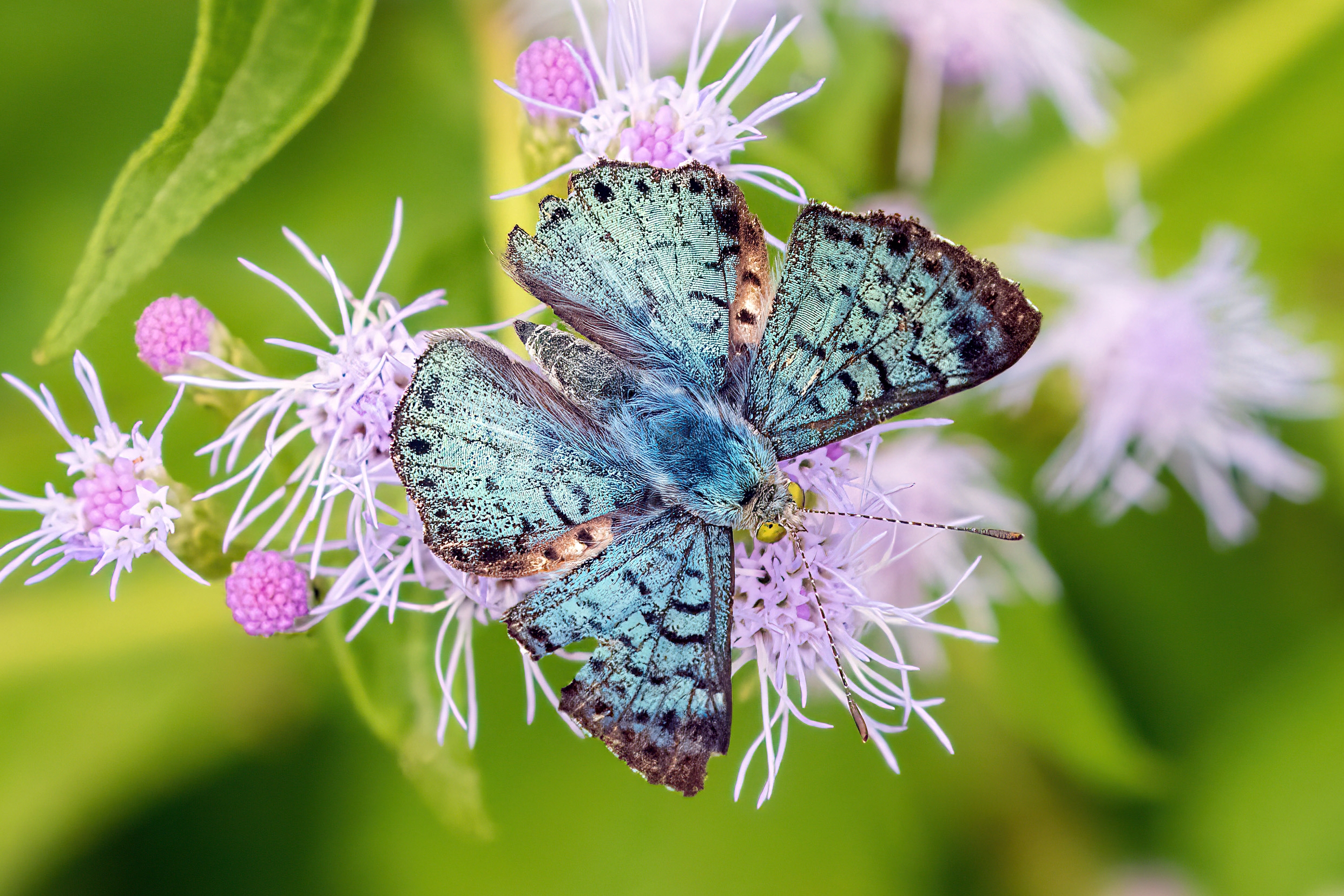 2024 Texas Butterfly Festival